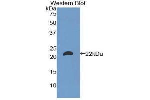 Western Blotting (WB) image for anti-Laminin, alpha 1 (LAMA1) (AA 2640-2773) antibody (ABIN1173228) (Laminin alpha 1 anticorps  (AA 2640-2773))