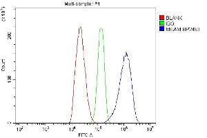 Flow Cytometry analysis of C6 cells using anti-MCAM antibody (ABIN7601026). (MCAM anticorps  (AA 27-621))