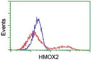 Flow Cytometry (FACS) image for anti-Heme Oxygenase (Decycling) 2 (HMOX2) antibody (ABIN1498687) (HMOX2 anticorps)