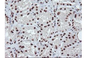 Immunohistochemical staining of paraffin-embedded Human Kidney tissue using anti-EXOSC7 mouse monoclonal antibody. (EXOSC7 anticorps)