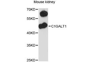 Western blot analysis of extracts of mouse kidney, using C1GALT1 antibody (ABIN6292368) at 1:3000 dilution. (C1GALT1 anticorps)