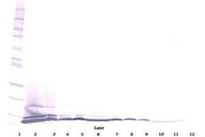 Image no. 3 for anti-Chemokine (C-C Motif) Ligand 26 (CCL26) antibody (ABIN465090) (CCL26 anticorps)