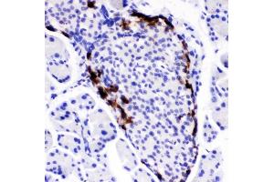 IHC analysis of Peptide YY using anti-Peptide YY antibody (ABIN4886709).