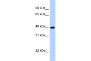 Western Blotting (WB) image for anti-Zinc Finger Protein 187 (ZNF187) antibody (ABIN2463836) (ZNF187 anticorps)