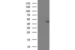 Western Blotting (WB) image for anti-Potassium Voltage-Gated Channel, Shaker-Related Subfamily, beta Member 1 (KCNAB1) antibody (ABIN1499000) (KCNAB1 anticorps)