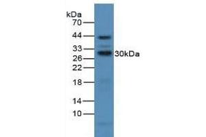 Western blot analysis of Mouse Liver Tissue. (CD25 anticorps  (AA 22-213))