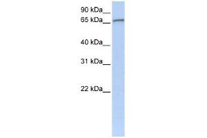 ZNF41 antibody used at 0. (ZNF41 anticorps  (C-Term))