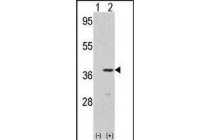 Western blot analysis of CDK3(arrow) using rabbit polyclonal CDK3 Antibody (N-term Y19) .