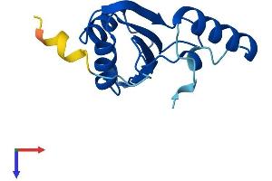 AlphaFold protein structure predicition of Mouse Recombinant Sf3b6 Protein, UniprotID P59708