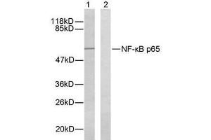 Western blot analysis of extracts from HeLa cells using NF-κB p65 ( Ab-276) antibody (E021011). (NF-kB p65 anticorps)