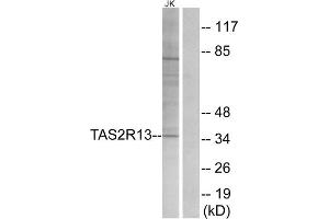 Western blot analysis of extracts from Jurkat cells, using TAS2R13 antibody.