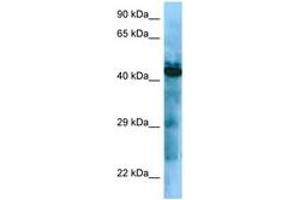 Image no. 1 for anti-Growth Hormone Secretagogue Receptor (GHSR) (AA 237-286) antibody (ABIN6748308) (GHSR anticorps  (AA 237-286))