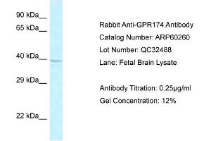 Western Blotting (WB) image for anti-G Protein-Coupled Receptor 174 (GPR174) (C-Term) antibody (ABIN2774282) (GPR174 anticorps  (C-Term))