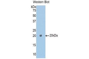 Western Blotting (WB) image for anti-Carboxypeptidase E (CPE) (AA 318-476) antibody (ABIN1176423) (CPE anticorps  (AA 318-476))