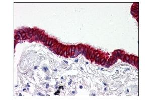 Image no. 1 for anti-SCO2 Cytochrome C Oxidase Assembly Protein (SCO2) (C-Term) antibody (ABIN303242) (SCO2 anticorps  (C-Term))