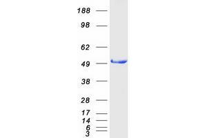 Validation with Western Blot