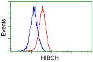 Image no. 3 for anti-3-hydroxyisobutyryl-CoA Hydrolase (HIBCH) antibody (ABIN1498653)