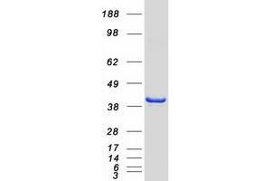 Validation with Western Blot