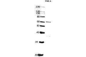 Western Blotting (WB) image for anti-Cell Division Cycle 6 Homolog (S. Cerevisiae) (CDC6) (AA 1-326) antibody (ABIN2451939)