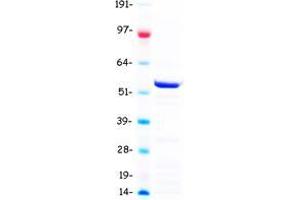 Validation with Western Blot