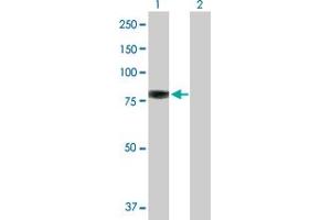 Western Blot analysis of EZR expression in transfected 293T cell line by EZR MaxPab polyclonal antibody. (Ezrin anticorps  (AA 1-586))
