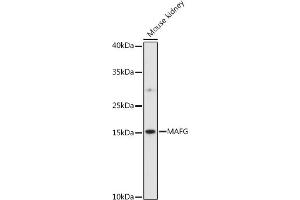 Western blot analysis of extracts of various cell lines, using MAFG antibody (ABIN7270895) at 1:1000 dilution. (Mafg anticorps  (AA 1-162))