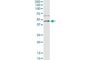 anti-Left-Right Determination Factor 2 (LEFTY2) (AA 1-366) antibody