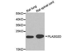 Western blot analysis of extracts of rat lung and rat spinal cord cell lines, using PLA2G2D antibody. (PLA2G2D anticorps)