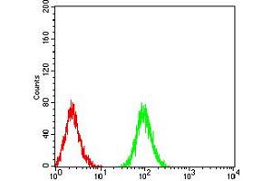 Flow cytometric analysis of Jurkat cells using ATG3 mouse mAb (green) and negative control (red). (ATG3 anticorps  (AA 1-100))