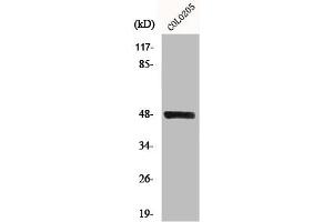 Western Blot analysis of COLO205 cells using MST-3 Polyclonal Antibody (STK24 anticorps  (C-Term))