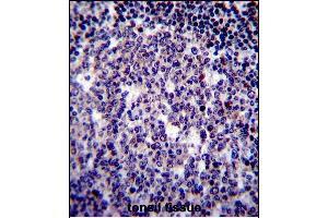 BIRC3 Antibody (N-term) (ABIN657941 and ABIN2846885) immunohistochemistry analysis in formalin fixed and paraffin embedded human tonsil tissue followed by peroxidase conjugation of the secondary antibody and DAB staining.