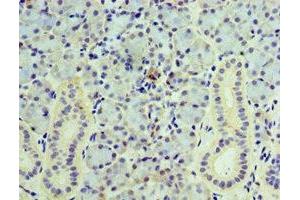 Immunohistochemistry of paraffin-embedded human pancreatic tissue using ABIN7175476 at dilution of 1:100 (VAMP3 anticorps  (AA 1-80))