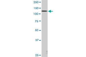 KIAA1967 MaxPab polyclonal antibody.