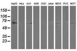 Image no. 2 for anti-Protein tyrosine Phosphatase, Non-Receptor Type 11 (PTPN11) antibody (ABIN1500499) (PTPN11 anticorps)