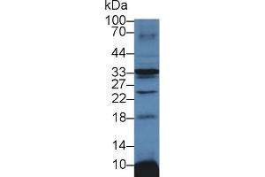 Detection of ATP1b3 in Mouse Heart lysate using Polyclonal Antibody to Sodium/potassium Transporting ATPase Subunit Beta-3 (ATP1b3) (ATP1B3 anticorps  (AA 61-277))