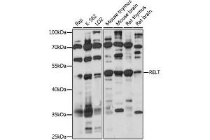 Western blot analysis of extracts of various cell lines, using RELT antibody (ABIN7269911) at 1:1000 dilution. (RELT anticorps  (AA 26-162))