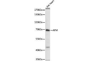 Western blot analysis of extracts of Rat heart, using AFM antibody (ABIN6290052) at 1:1000 dilution. (Afamin anticorps)