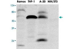 Western blot analysis of extracts of Ramos , THP - 1 , A20 and NIH/3T3 were resolved by SDS - PAGE , transferred to PVDF membrane and probed with IRF5 monoclonal antibody , clone 10T1 (1 : 1000)  .