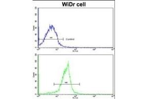 Flow cytometric analysis of widr cells using XPO1 Antibody (C-term)(bottom histogram) compared to a negative control cell (top histogram). (XPO1 anticorps  (C-Term))