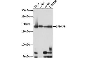 Western blot analysis of extracts of various cell lines, using SFSWAP antibody (ABIN7270551) at 1:1000 dilution. (SFRS8 anticorps  (AA 170-280))