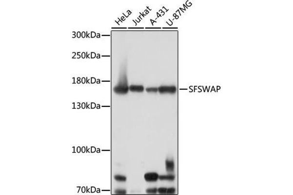 SFRS8 anticorps  (AA 170-280)