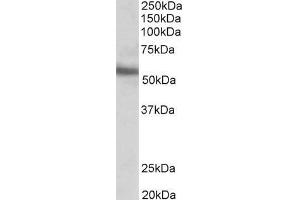 ABIN185550 (0. (ERG anticorps  (C-Term))