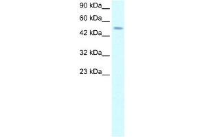 WB Suggested Anti-TFAP2D Antibody Titration: 2. (TFAP2D anticorps  (C-Term))