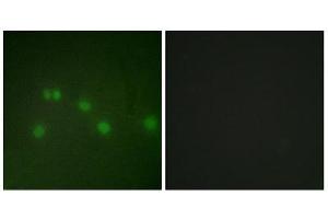 Immunofluorescence (IF) image for anti-Grr1p (GRR1) (N-Term) antibody (ABIN1849262) (Grr1p anticorps  (N-Term))