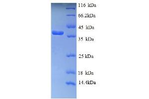 SDS-PAGE (SDS) image for Cytochrome C, Somatic (CYCS) (AA 2-105) protein (GST tag) (ABIN5709373)