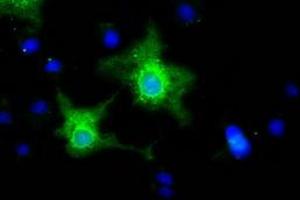 Immunofluorescence (IF) image for anti-Ephrin A2 (EFNA2) antibody (ABIN1497955)