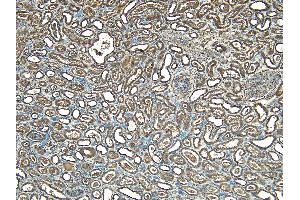 (ABIN184697) (5 μg/mL) staining of paraffin embedded Human Kidney. (STUB1 anticorps  (C-Term))