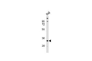 Anti-TNFRSF14 Antibody (C-term)at 1:1000 dilution + Raji whole cell lysates Lysates/proteins at 20 μg per lane.
