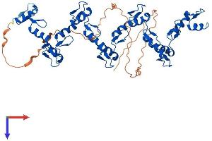 AlphaFold protein structure predicition of Human Recombinant ZNF71 Protein, UniprotID Q9NQZ8