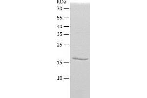 Western Blotting (WB) image for Ras Homolog Family Member G (RHOG) (AA 1-188) protein (His-IF2DI Tag) (ABIN7124782)